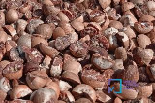 Pinang Kering di Riau Minggu Ini Dihargai Rp4.425 per Kg