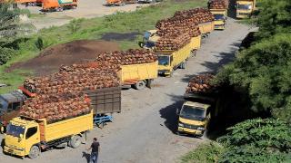 Harga Kelapa Sawit Mitra Plasma di Riau Naik Jadi Rp3.120 Per Kg
