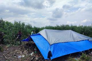 BBKSDA Riau Kosongkan Lokasi Harimau Sumatera Menyerang Manusia di Teluk Meranti