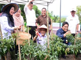 Pj Bupati Kampar Panen Cabai, Apresiasi Kerjasama Kampar Aneka Karya dengan PT PHR