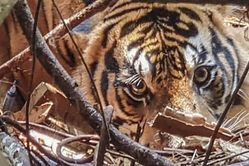 Bukan di Riau, Balai BKSDA Klarifikasi Video Viral Wajah Warga Rusak Diserang Harimau