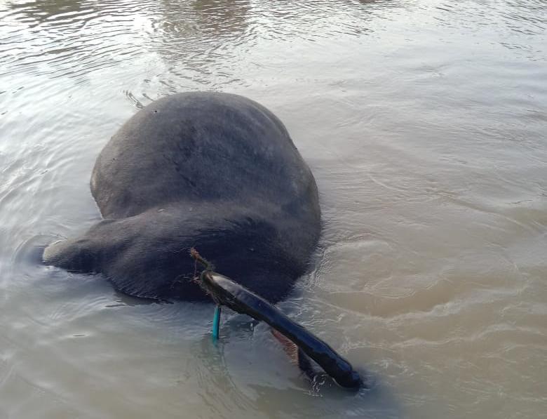 Dinas PKH Riau Siapkan Tim Telusuri Penyebab Kematian Puluhan Kerbau di Kampar