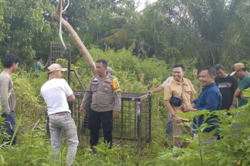 BBKSDA Riau Pasang Perangkap Usai Peristiwa Beruang Madu Muncul di Permukiman