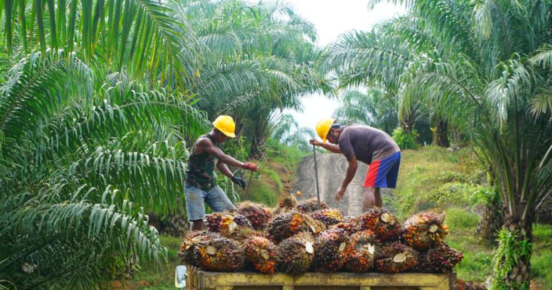 Harga Kelapa Sawit Mitra Plasma Minggu Ini Turun Jadi Rp3.172 per Kg