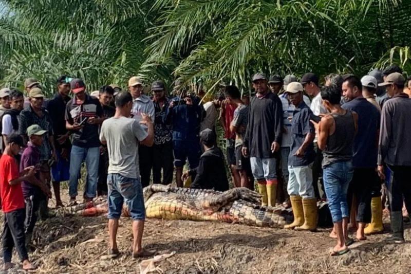 Tragis! Pria di Rohil Tewas Diterkam Buaya saat Memancing