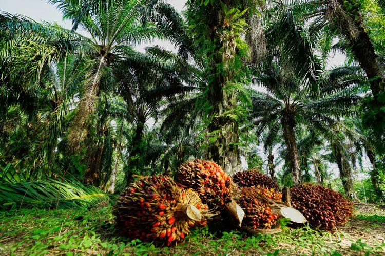 Harga Kelapa Sawit Mitra Plasma di Riau Naik Jadi Rp3.208 per Kg