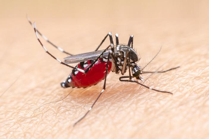 22 Kasus Malaria Ditemukan di Kuala Selat Inhil, Diskes Riau Turunkan Tim