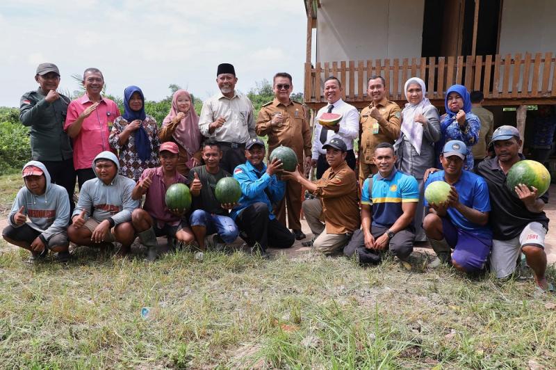Pjs Bupati Siak Ikut Panen Semangka di Lahan Depan Kantor Bupati