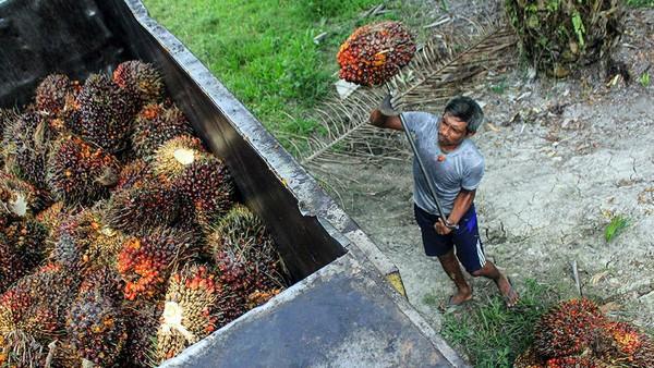 Harga TBS Kelapa Sawit Mitra Plasma Minggu Ini Rp3.279 per Kg