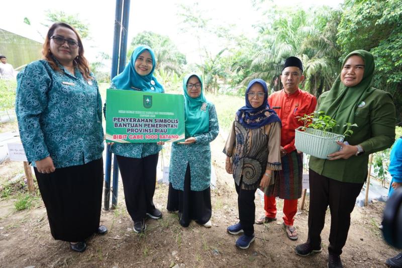 Pj Ketua TP PKK Riau Serahkan 1.000 Bibit Cabai Anggrek Pangkalan Kerinci