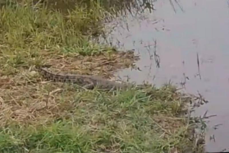 Waspada! Ada Buaya Berkeliaran di Parit Depan Kantor BPBD Rohil