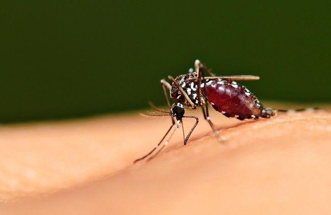 Perluasan Pemeriksaan, Malaria di Kuala Selat Bertambah Jadi 128 Kasus