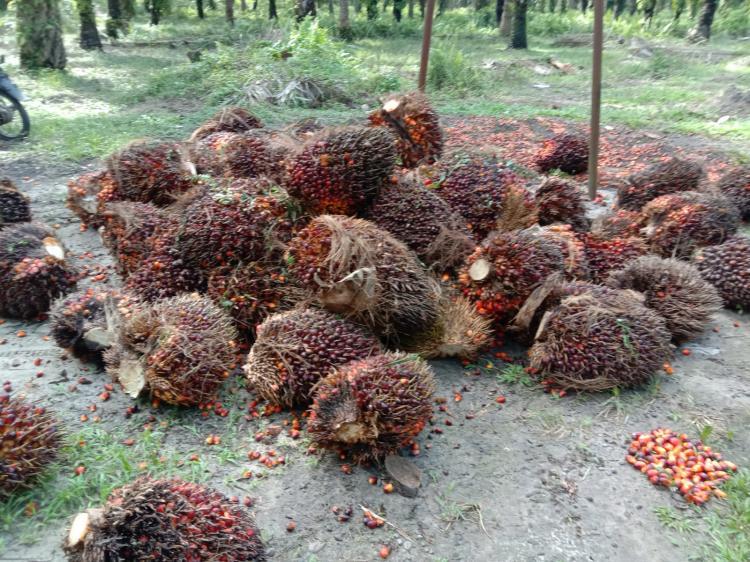 Turun, Harga TBS Kelapa Sawit Mitra Plasma di Riau Rp3.355 Per Kg