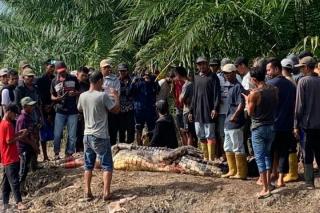 Tragis! Pria di Rohil Tewas Diterkam Buaya saat Memancing