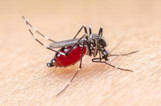 22 Kasus Malaria Ditemukan di Kuala Selat Inhil, Diskes Riau Turunkan Tim