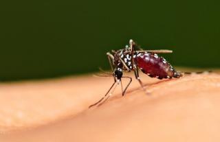 Perluasan Pemeriksaan, Malaria di Kuala Selat Bertambah Jadi 128 Kasus