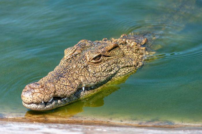 Tragis! Mandi di Sungai, Bocah di Inhil Tewas Diterkam Buaya