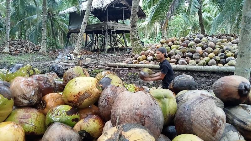 Harga Kelapa di Inhil Alami Kenaikan yang Signifikan