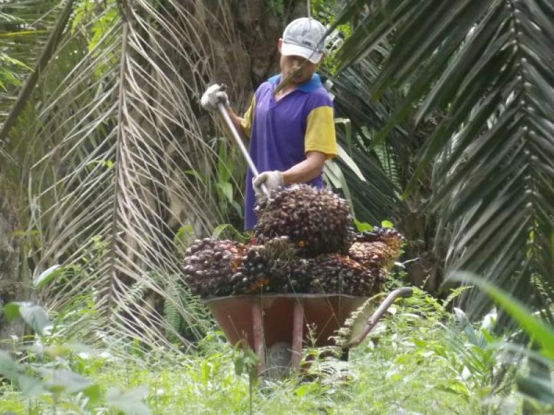 Harga TBS Sawit Mitra Swadaya di Riau Tembus Rp3.453,69/Kg