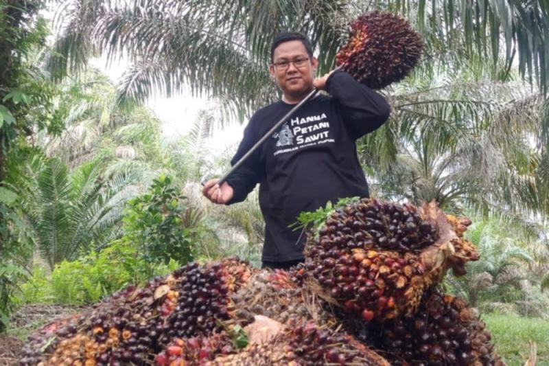Harga TBS Sawit Swadaya di Riau Naik Jadi Rp 3.479,88 per Kg