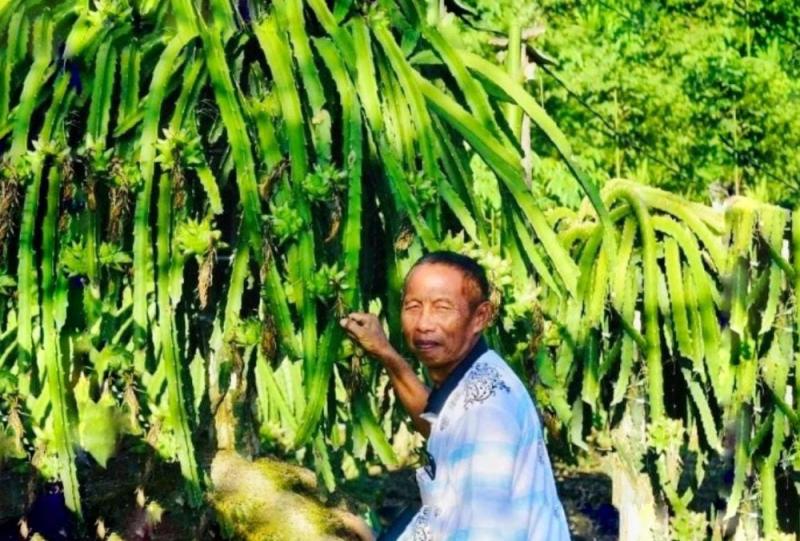 Cuan! Pakde Sukir Raup Untung Rp100 Juta Sebulan dari Budidaya Buah Naga 