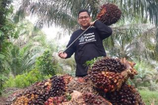 Harga TBS Petani Kelapa Sawit Mitra Swadaya di Riau Turun Jadi Rp3.332,71 per Kg