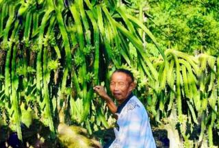 Cuan! Pakde Sukir Raup Untung Rp100 Juta Sebulan dari Budidaya Buah Naga 