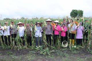 Kadis Pertanian Kampar Dampingi Wakapolres Kampar Pada Panen Raya Jagung Serentak Di Tapung