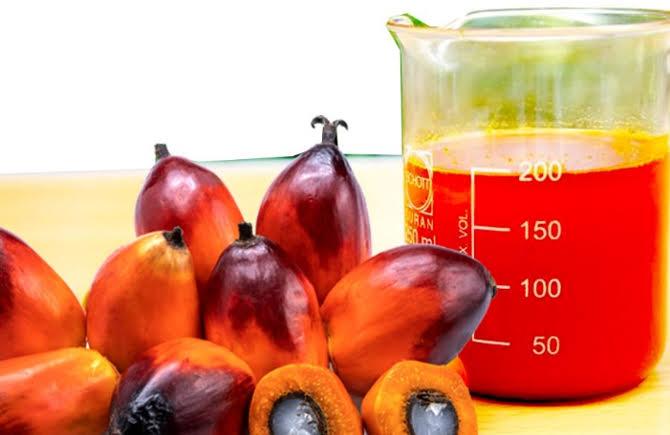 Harga Kernel Naik, Ikut Dongkrak Harga Kelapa Sawit Mitra Plasma