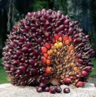 Harga TBS Sawit Mitra Swadaya di Riau Naik Minggu Ini