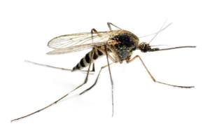 Begini Tips Kemenkes Cegah Penyebaran Nyamuk Malaria