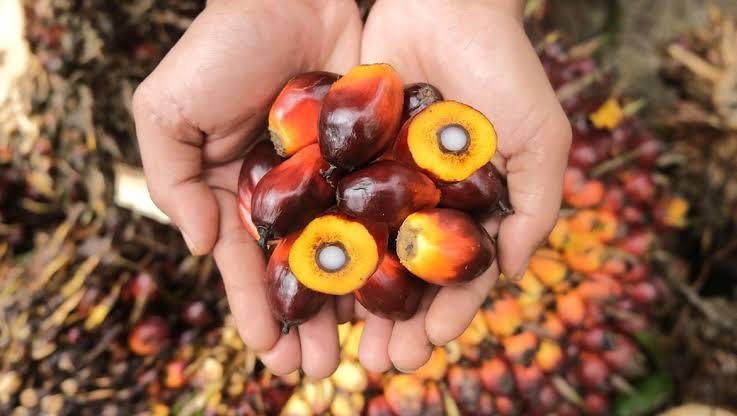 Harga CPO Turun, Kelapa Sawit Mitra Plasma Minggu Ini Dihargai Rp3.580 per Kg