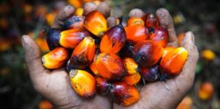 Harga TBS Sawit Riau Minggu Ini Umur 9 Tahun Alami Penurunan
