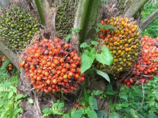 Harga TBS Kelapa Sawit Riau Mitra Swadaya Pekan Ini Dibayar Rp3.328,05 per Kg