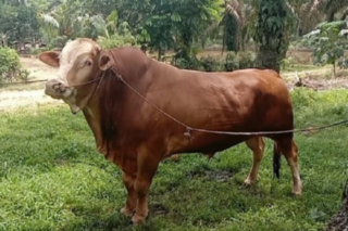 Miliki Bobot 950 Kg dan 820 Kg, Sapi Milik Peternak Rohul Terpilih Jadi Hewan Kurban Presiden Prabowo