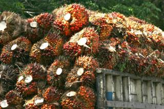 Petani Sawit Riau Tersenyum: Harga TBS Meroket 0,61% di Minggu ke-17