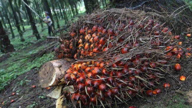 TBS Sawit Swadaya Riau Alami Penurunan Signifikan