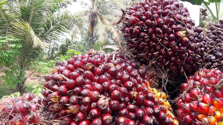 Harga TBS Kelapa Sawit Mitra Swadaya di Riau Minggu Ini Naik