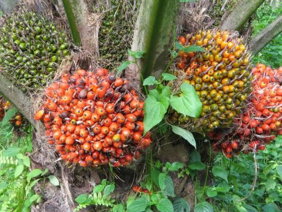 Harga TBS Kelapa Sawit Mitra Swadaya di Riau Rp 3.206,70 per Kg