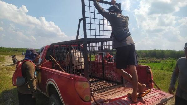Konflik Harimau-Ternak di Pelalawan: BBKSDA Riau Turun Tangan