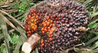 Harga Kelapa Sawit Mitra Plasma Minggu Ini Rp3.284 per Kg