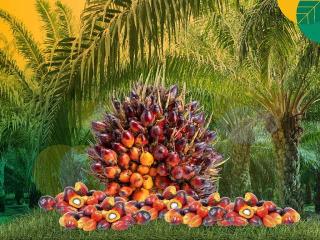 Masih Naik, Kelapa Sawit Mitra Plasma di Riau Dihargai Rp3.631 per Kg