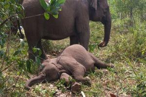 Gajah Sumatera Mati di TNTN Akibat Virus EEHV