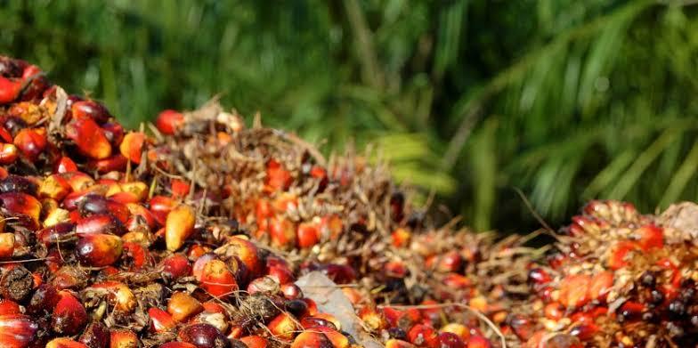 Harga Sawit Mitra Plasma di Riau Turun Tipis, Kini Rp3.679 per Kg