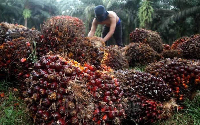 Harga CPO Naik, Kelapa Sawit Mitra Plasma Minggu Ini Dihargai Rp3.695 per Kg