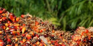 Harga Sawit Mitra Plasma di Riau Turun Tipis, Kini Rp3.679 per Kg