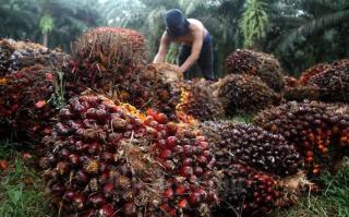 Harga CPO Naik, Kelapa Sawit Mitra Plasma Minggu Ini Dihargai Rp3.695 per Kg