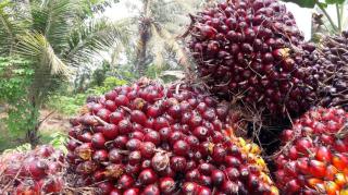 Harga CPO Turun, Kelapa Sawit Mitra Plasma Minggu Ini Dihargai Rp3.686 per Kg
