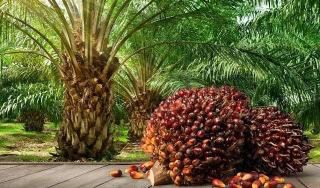 Harga TBS Mitra Swadaya Riau Turun Tipis Jadi Rp3.656/Kg Pekan Ini