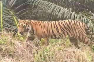 Pemanen Damar di Dusun Nunusan Inhu Selamat Diserang Dua Harimau